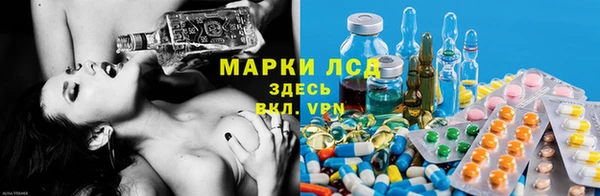 прущие грибы Абаза